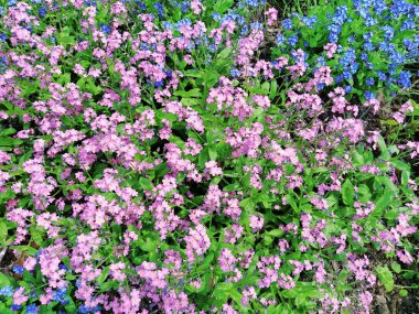 Beni-unutma-lar. Myosotis, Boraginaceae ailesinde çiçek açan mavi pembe bitkiler. Unutma beni otları ya da akrep otları. Çimleri ve çiçek yataklarını süslemek için Myosotis alpestris çiçeği. Bahçe manzarası