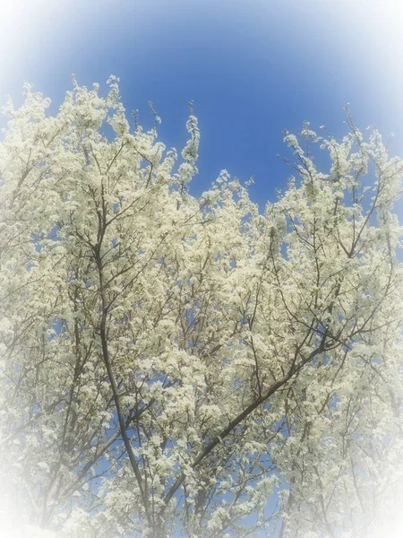 Floraison Cerises Cerises Douces Cerises Oiseaux Nombreuses Belles Fleurs Blanches — Photo