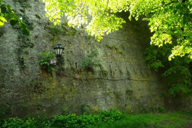 Linden parkı, Petrovaradin Novi Sad Sırbistan kalesinin eski tuğla duvarının yanında. Taze ıhlamur ağaçları..