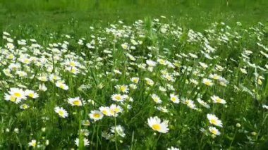 Daisies grow in the field and sway in the strong wind. Matricaria chamomilla as a medicinal, cosmetic and aromatic agent. A field of beautiful daisies. Meadow wild white flowers in windy weather. 4k