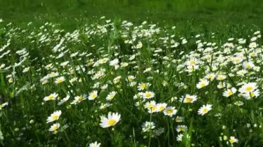 Daisies grow in the field and sway in the strong wind. Matricaria chamomilla as a medicinal, cosmetic and aromatic agent. A field of beautiful daisies. Meadow wild white flowers in windy weather. 4k