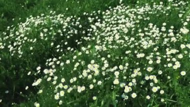 Daisies grow in the field and sway in the strong wind. Matricaria chamomilla as a medicinal, cosmetic and aromatic agent. A field of beautiful daisies. Meadow wild white flowers in windy weather. 4k