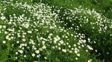 Daisies grow in the field and sway in the strong wind. Matricaria chamomilla as a medicinal, cosmetic and aromatic agent. A field of beautiful daisies. Meadow wild white flowers in windy weather. 4k
