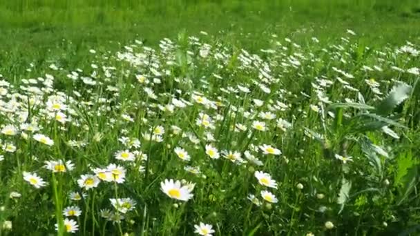 雏菊在田野里生长 在大风中摇曳 菊花作为一种药用 化妆品和芳香剂 一片片美丽的雏菊在多风的天气里 野性白花丛生 — 图库视频影像