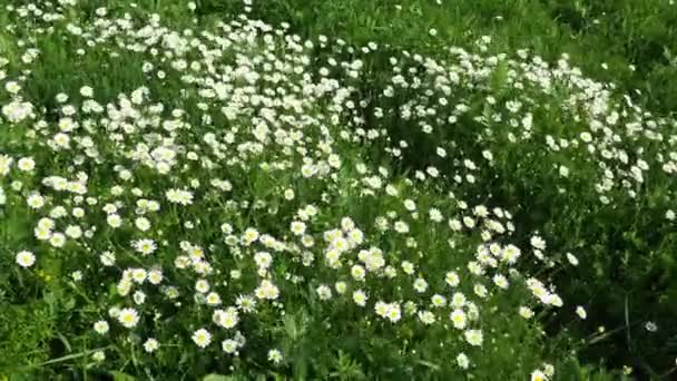 Daisies Grow Field Sway Strong Wind Matricaria Chamomilla Medicinal Cosmetic — Wideo stockowe