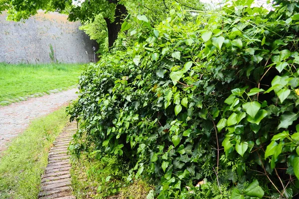 Leaves Young Shoots Ivy Climb Wall European Forest Creeping Parasitic — 스톡 사진