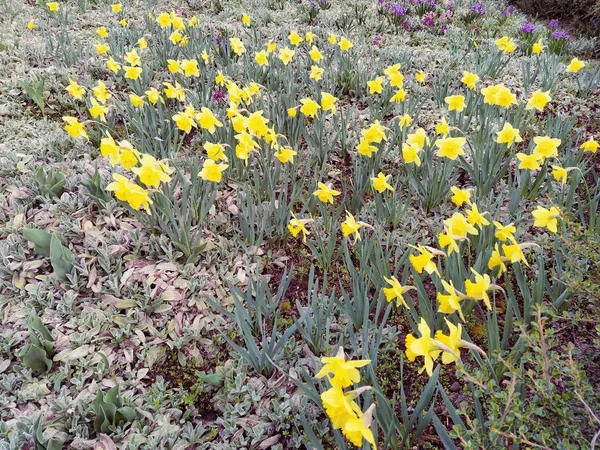 Jonquilles Jaunes Sur Une Pelouse Lit Fleurs Milieu Urbain Aménagement — Photo