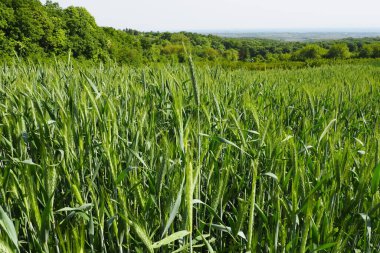 Tarlada buğday yetişiyor. Triticum buğdayı, Çimen familyasının otçul bitkilerinin veya Poaceae familyasının önde gelen bir bitki cinsidir. Fruska Gora, Sırbistan. Tarım ve kırsal yaşam. Ekmek hasadı