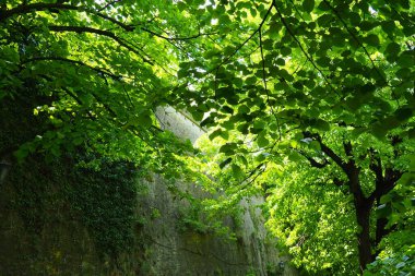 Linden parkı, Petrovaradin Novi Sad Sırbistan kalesinin eski tuğla duvarının yanında. Taze ıhlamur ağaçları..
