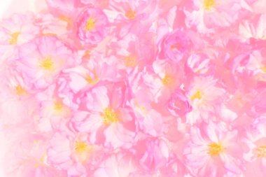 Pembe çiçekler kirazlı sakura arka plan. Çiçek duvarı çizimi. Yumuşak seçici odaklanma. Tatil kartpostalı. Pembe taç yaprakları ve sarı mamalar. Bulanık sanat. Chiba kiraz çiçeği. Suluboya biçimi