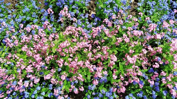 Zapomeňte Myosotis Kvetoucí Modrorůžové Rostliny Čeledi Boraginaceae Zapomeňte Trávu Nebo — Stock fotografie