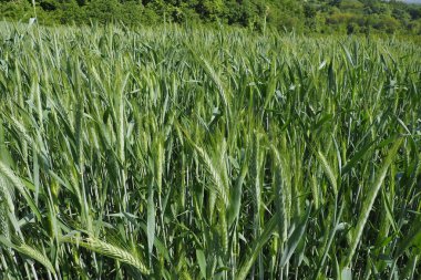 Tarlada buğday yetişiyor. Triticum buğdayı, Çimen familyasının otçul bitkilerinin veya Poaceae familyasının önde gelen bir bitki cinsidir. Fruska Gora, Sırbistan. Tarım ve kırsal yaşam. Ekmek hasadı