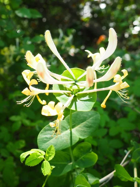 Hanımefendiler bahçede çiçek açar. Lonicera Caprifolium 'un beyaz ve sarı çiçekleri yeşil yapraklara karşı. Çiçekçilik ve bahçıvanlık. Caprifoliaceae ailesinde kemerli çalılar ya da sarmaşıklar