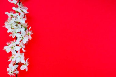 Kırmızı arka planda beyaz kuş kirazı çiçekleri. Uzayı metin için kopyala. Bayram ya da davetiye için parlak kart. Bahar geldi.