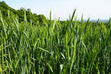 Tarlada buğday yetişiyor. Triticum buğdayı, Çimen familyasının otçul bitkilerinin veya Poaceae familyasının önde gelen bir bitki cinsidir. Fruska Gora, Sırbistan. Tarım ve kırsal yaşam. Ekmek hasadı