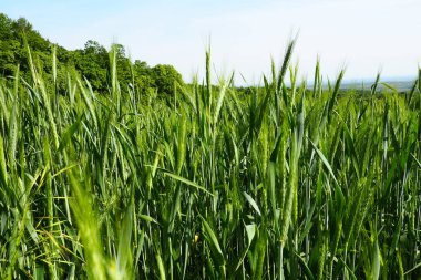 Tarlada buğday yetişiyor. Triticum buğdayı, Çimen familyasının otçul bitkilerinin veya Poaceae familyasının önde gelen bir bitki cinsidir. Fruska Gora, Sırbistan. Tarım ve kırsal yaşam. Ekmek hasadı