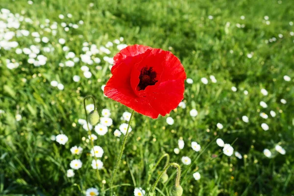 Daisies Poppies Grow Field Wild Flowers Medicinal Cosmetic Aromatic Agent — Fotografia de Stock