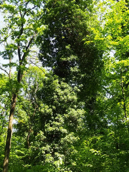 Schlingpflanzen Auf Ästen Einem Europäischen Wald Serbien Nationalpark Fruska Gora — Stockfoto