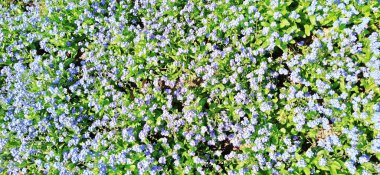 Beni-unutma-lar. Myosotis, Boraginaceae ailesinde çiçek açan mavi bitkiler. Unutma-beni-nots ya da akrep otu Myosotis alpestris çimenleri ve çiçek yataklarını süslemek için küçük çiçekler. Bahçe düzenlemesi