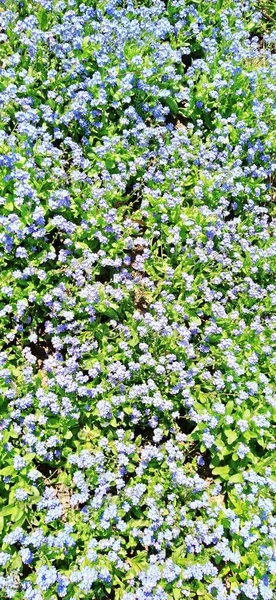 Незабудки Миозоты Цветут Голубыми Растениями Семье Boraginaceae Незабудки Скорпион Травы — стоковое фото