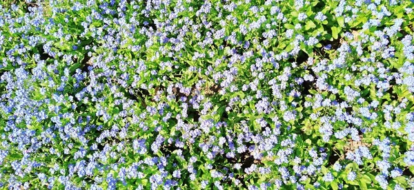 Незабудки Миозоты Цветут Голубыми Растениями Семье Boraginaceae Незабудки Скорпион Травы — стоковое фото