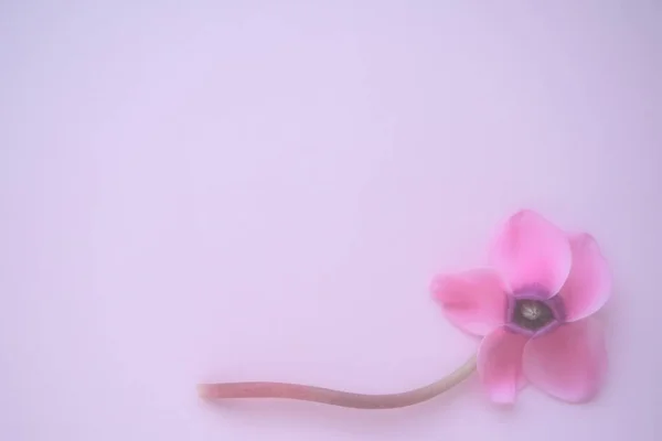 Cyclamen flower from below on pink purple background with blurred tender focus. One flower with five petals, Stem without leaves. Copy space. Foggy effect. Beautiful exquisite cyclamen flower postcard