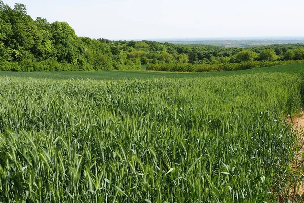 Weizen Wächst Auf Dem Feld Triticum Weizen Ist Eine Gattung — Stockfoto