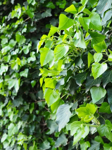 Leaves Young Shoots Ivy Climb Wall European Forest Creeping Parasitic — Fotografia de Stock