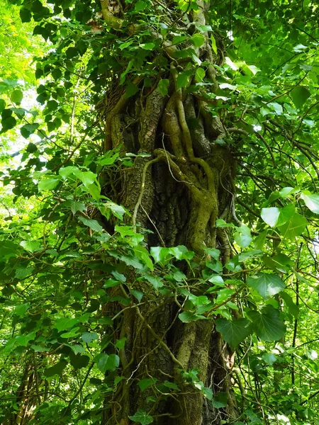 Creepers Galhos Árvore Uma Floresta Europeia Sérvia Parque Nacional Fruska — Fotografia de Stock