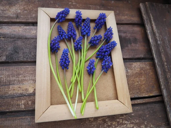 Ahşap çerçevede mavi bahar çiçekleri. Ahşap bir arka planda Muscari Ermeniacum. Parlak kartpostal, tebrikler. Kopyalama uzayı hala düz yaşam alanı. Esmer eski ahşap. Ermeni üzüm sümbülü