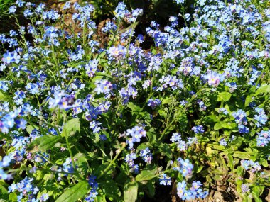 Beni-unutma-lar. Myosotis, Boraginaceae ailesinde çiçek açan mavi bitkiler. Unutma-beni-nots ya da akrep otu Myosotis alpestris çimenleri ve çiçek yataklarını süslemek için küçük çiçekler. Bahçe düzenlemesi