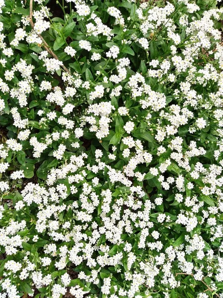 Myosotis Flowing White Plants Boraginaceae 소티스는 식물을 꽃피운다 트리스 잔디를 — 스톡 사진