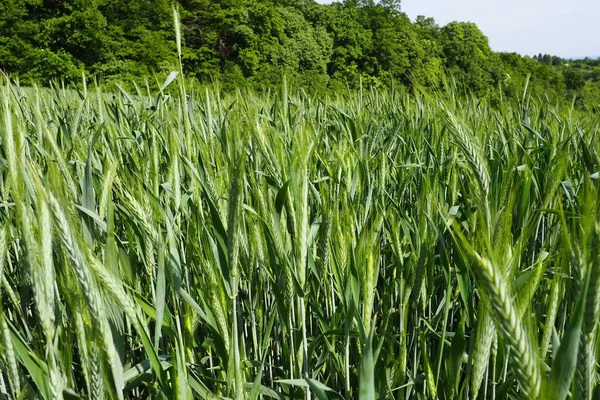 Tarlada buğday yetişiyor. Triticum buğdayı, Çimen familyasının otçul bitkilerinin veya Poaceae familyasının önde gelen bir bitki cinsidir. Fruska Gora, Sırbistan. Tarım ve kırsal yaşam. Ekmek hasadı