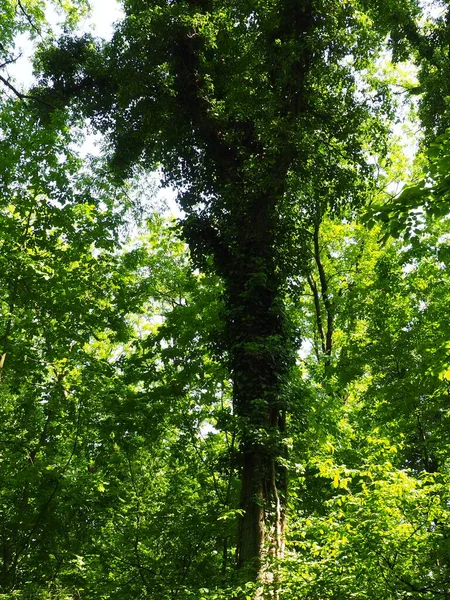 Rampicanti Rami Albero Una Foresta Europea Serbia Parco Nazionale Fruska — Foto Stock