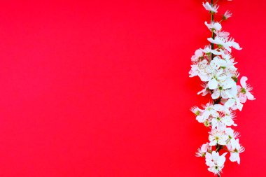 Kırmızı arka planda beyaz kuş kirazı çiçekleri. Uzayı metin için kopyala. Bayram ya da davetiye için parlak kart. Bahar geldi.