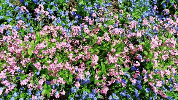 Незабудки Myosotis Цветет Голубые Розовые Растения Семье Boraginaceae Незабудки Скорпионы — стоковое фото