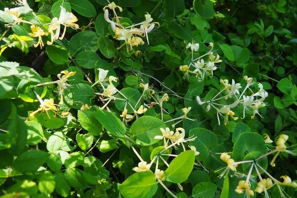 Hanımefendiler bahçede çiçek açar. Lonicera Caprifolium 'un beyaz ve sarı çiçekleri yeşil yapraklara karşı. Çiçekçilik ve bahçıvanlık. Caprifoliaceae ailesinde kemerli çalılar ya da sarmaşıklar