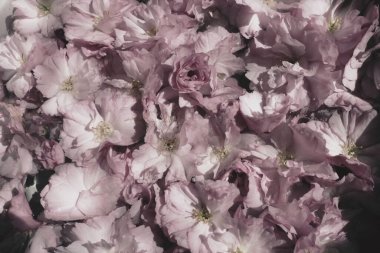 Pembe çiçekler kirazlı sakura arka plan. Çiçek duvarı. Yumuşak seçici odaklanma. Tatil kartpostalı. Pembe taç yaprakları ve sarı mamalar. Güzel arka plan. Yaprak sanatı. Bahar kiraz çiçeği. Prunus serrulata