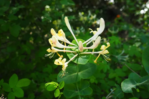 Honeysuckle blooms in the garden. White and yellow flowers of Lonicera Caprifolium against of green leaves. Floriculture and horticulture. Arching shrubs or twining vines in the family Caprifoliaceae. — Stock Photo, Image