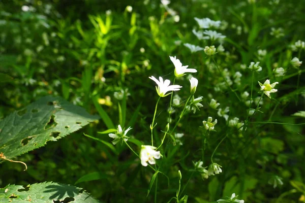 Starflower Stellaria is a genus of flowering plants in the Carnation family. Wood louse plant. White flowers in the forest. Fruska Gora, Serbia. beautiful wild. — Photo