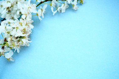 Mavi arka planda beyaz kuş kirazı çiçekleri. Uzayı metin için kopyala. Bayram ya da davetiye için parlak kart. Bahar geldi..