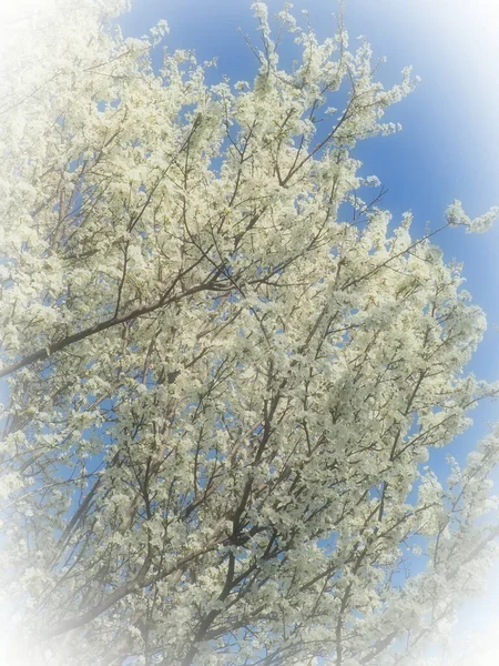 Blossoming of cherries, sweet cherries and bird cherry. Numerous beautiful fragrant white flowers on the tree. Spring flowers are collected in drooping brushes. Blurred foggy focus. White vignetting. — Stock Photo, Image