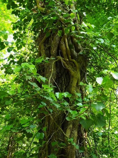 Creepers em galhos de árvore em uma floresta europeia. Sérvia, Parque Nacional Fruska Gora. Uma planta que encontra suporte vertical. Antenas, raízes adventícias, apegos. Liana é a forma de vida das plantas — Fotografia de Stock