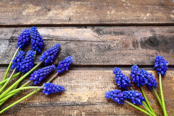 Μπλε ανοιξιάτικα λουλούδια σε ξύλινο φόντο. Muscari armeniacum σε ξύλινο φόντο. Έξυπνη κάρτα, συγχαρητήρια. Αντιγραφή χώρου ακόμα ζωή επίπεδη θέσει. Σκούρο άθλιο παλιό ξύλο. Υάκινθος αρμένικου. — Φωτογραφία Αρχείου