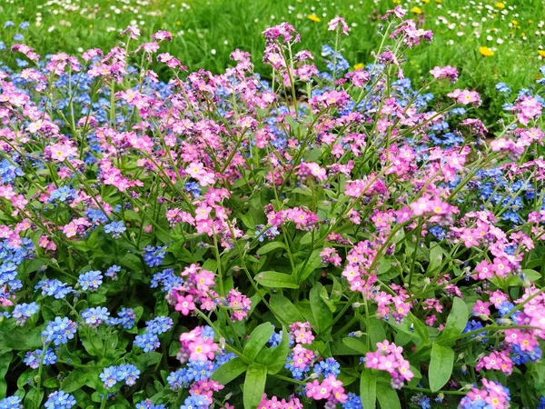 Forget-me-nots. Myosotis flowering plants in the family Boraginaceae. Forget-me-nots or scorpion grasses. Myosotis alpestris small flowers for decorating lawns and flower beds. Garden landscaping. — Stock Photo, Image