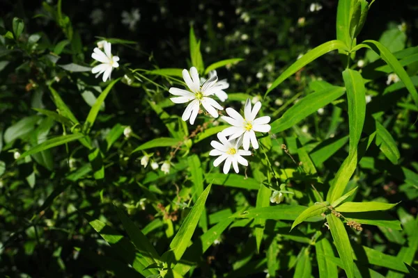 Starflower Stellaria is a genus of flowering plants in the Carnation family. Wood louse plant. White flowers in the forest. Fruska Gora, Serbia. beautiful wild. — Stock Fotó