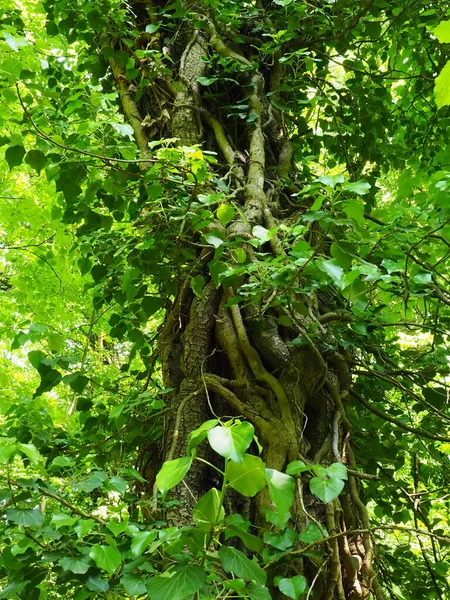 Creepers em galhos de árvore em uma floresta europeia. Sérvia, Parque Nacional Fruska Gora. Uma planta que encontra suporte vertical. Antenas, raízes adventícias, apegos. Liana é a forma de vida das plantas — Fotografia de Stock