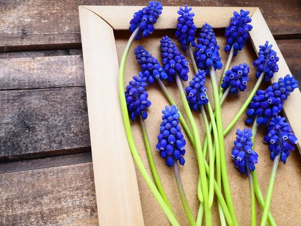 Μπλε ανοιξιάτικα λουλούδια σε ξύλινο κορνίζα. Muscari armeniacum σε ξύλινο φόντο. Έξυπνη κάρτα, συγχαρητήρια. Αντιγραφή χώρου ακόμα ζωή επίπεδη θέσει. Σκούρο άθλιο παλιό ξύλο. Υάκινθος αρμένικου. — Φωτογραφία Αρχείου