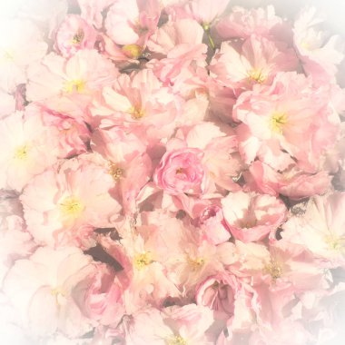 Pembe çiçekler kirazlı sakura arka plan. Çiçek duvarı. Yumuşak seçici odaklanma. Tatil kartpostalı. Pembe taç yaprakları ve sarı mamalar. Güzel arka plan. Beyaz vignette. Bulanık sanat. Bahar kiraz çiçeği
