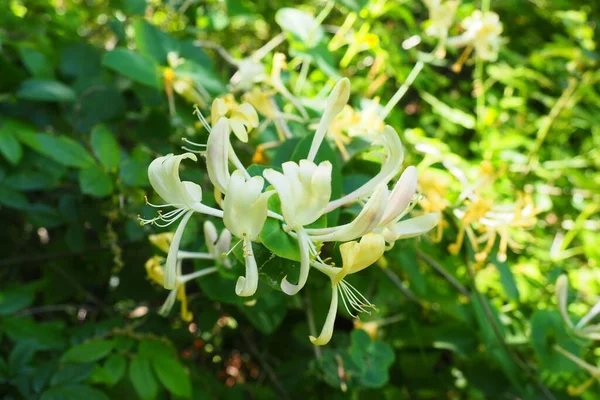 Honeysuckle blooms in the garden. White and yellow flowers of Lonicera Caprifolium against of green leaves. Floriculture and horticulture. Arching shrubs or twining vines in the family Caprifoliaceae. — Stockfoto